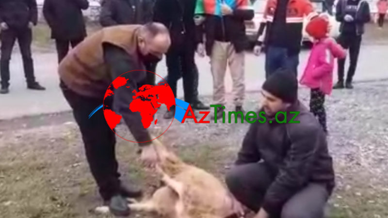 Qəbələdə qazi belə qarşılandı- VİDEO