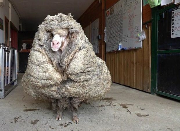 Beş ildir qırxılmayan qoyundan 35 kiloqram yun çıxdı – FOTO