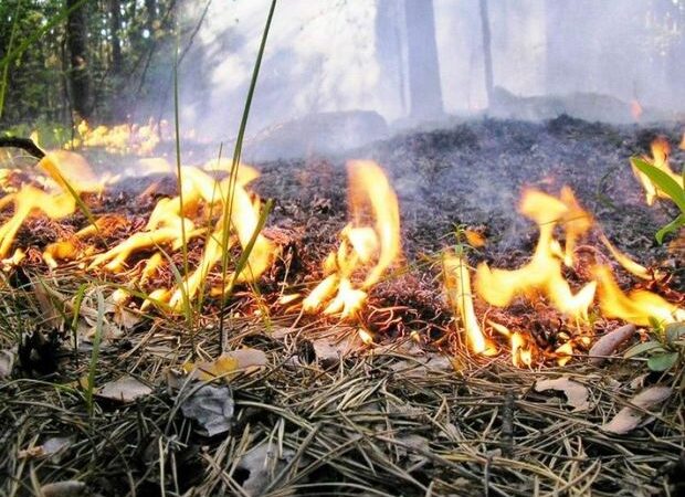 Dövlət qurumlarından meşə yanğınları ilə bağlı MÜRACİƏT