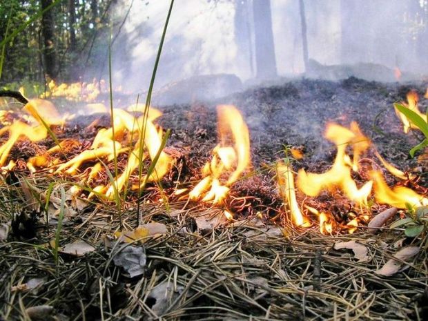 Dövlət qurumlarından meşə yanğınları ilə bağlı MÜRACİƏT