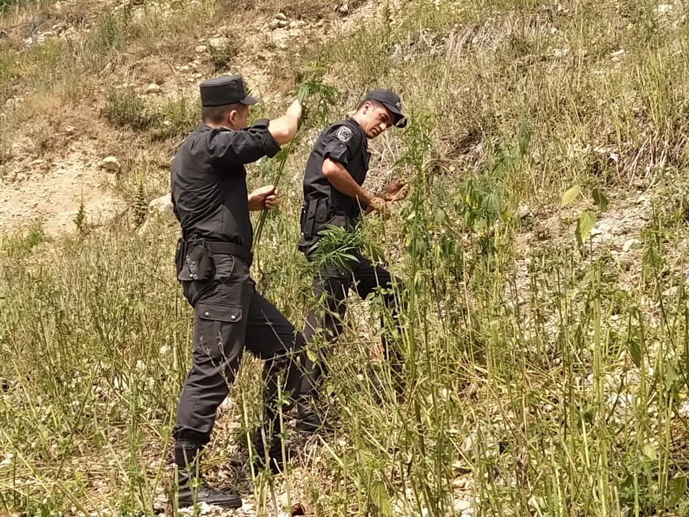 Qusarda yabanı halda bitən çətənə kolları məhv edilib