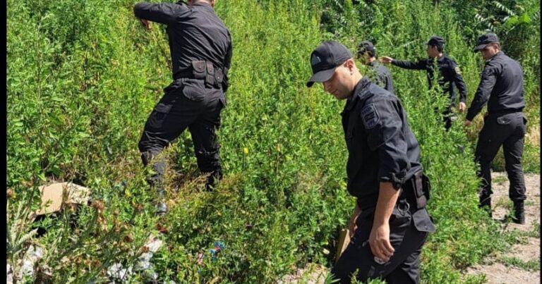 DTX və polis Laçında birgə tədbirlər keçirdi: Çətənə bitkiləri aşkarlandı