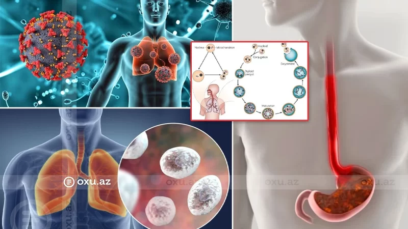 Qrip əlamətlərini paylaşan metapnevmovirus: Hədəfdə UŞAQLAR VAR