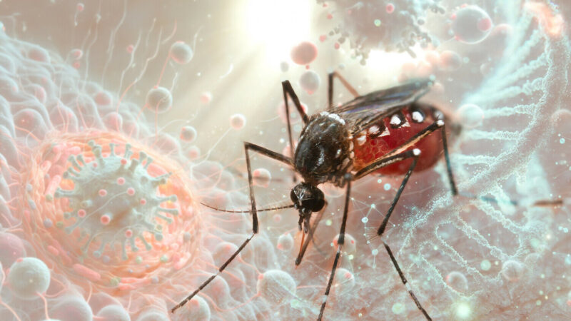Ölümcül virus ilk dəfə Avropaya çatdı – Simptomları necədir?