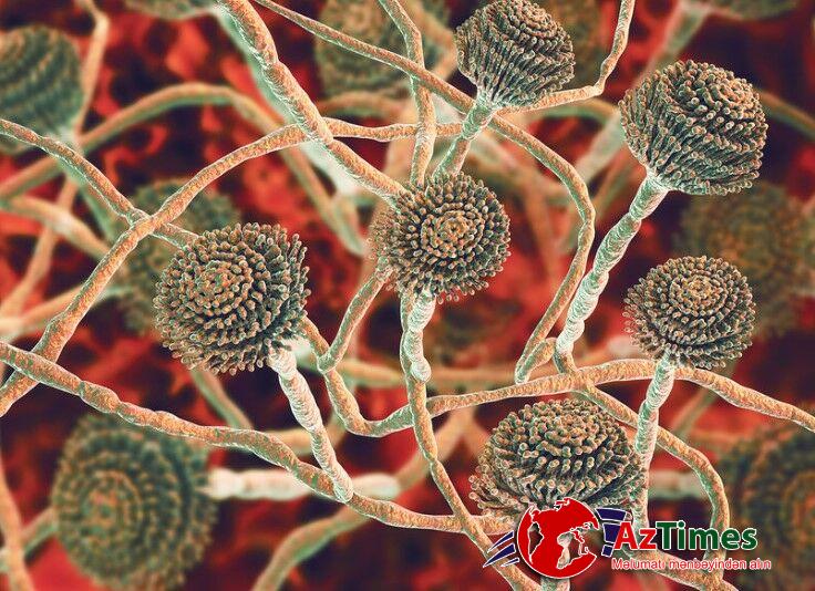 Ölümcül göbələk yayılacaq: milyonlarla insan təhlükədədir – QORXUNC XƏBƏRDARLIQ