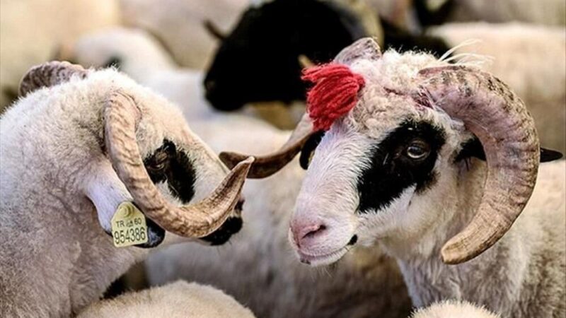 Qurbanlıq üçün hansı heyvanlar kəsilməlidir? – AÇIQLAMA