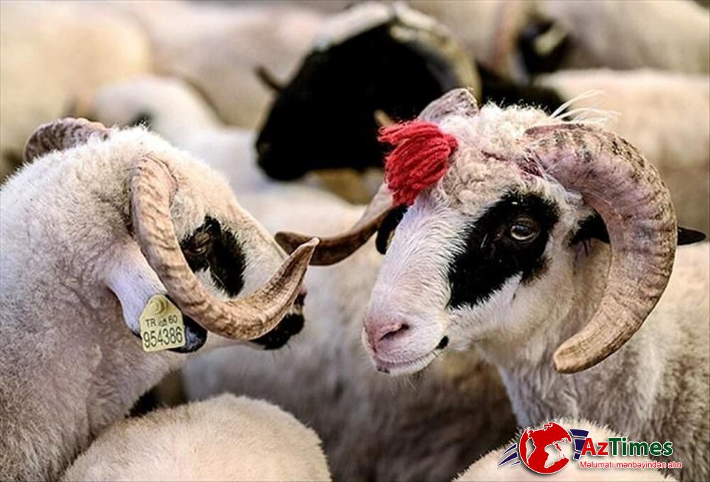 Qurbanlıq üçün hansı heyvanlar kəsilməlidir? – AÇIQLAMA