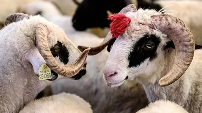 Bu ölkədə qurban kəsmək qadağan olundu: Çünki…
